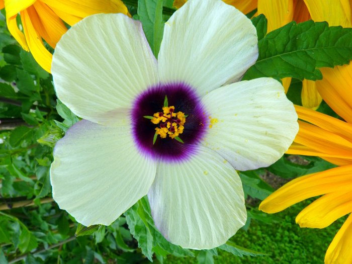 Hibiscus cannabinus fleur detail